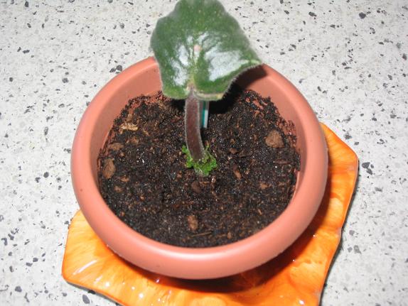 Trasplante hoja 2.JPG