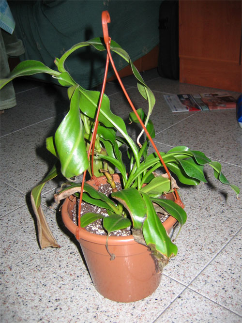 Trasplante-N.A-01.jpg