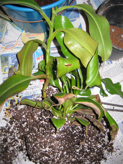 Trasplante-N.A-03.jpg