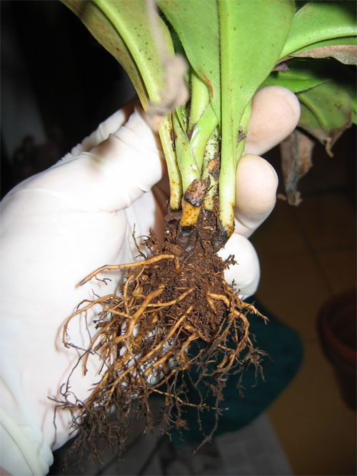 Trasplante-N.A-05.jpg