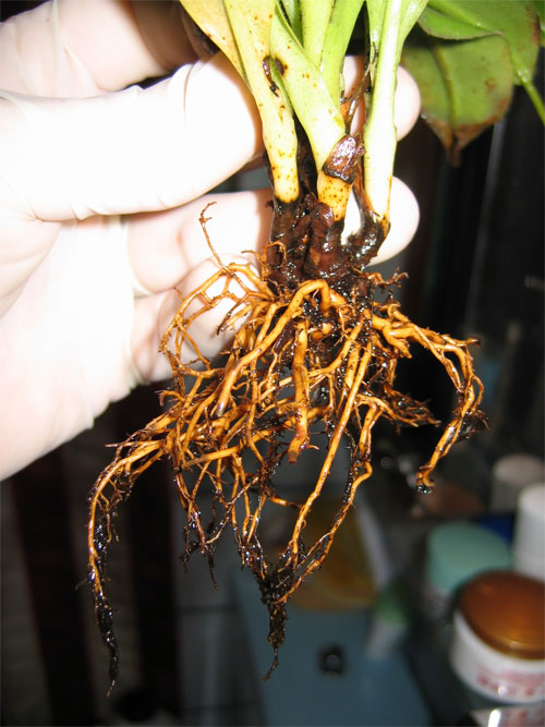 Trasplante-N.A-06.jpg