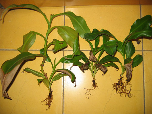 Trasplante-N.A-08.jpg