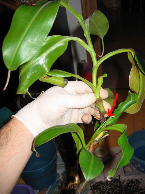 Trasplante-N.A-09.jpg