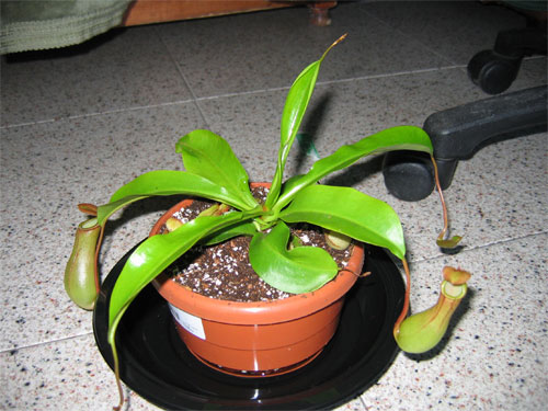 Trasplante-N.-Alata-02.jpg