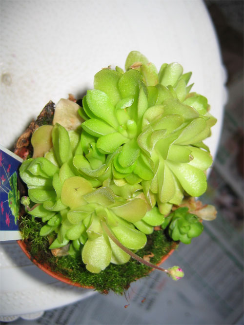 Trasplante-Pinguicula-weser.jpg