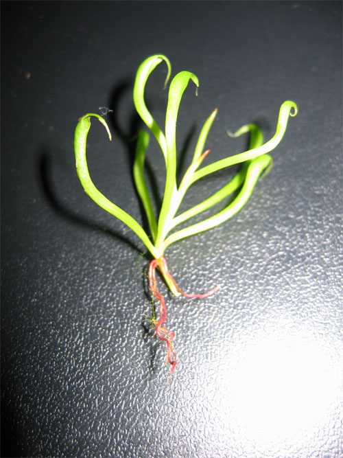 Trasplante-planton-darli-03.jpg