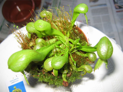 Trasplante-planton-darlingt.jpg