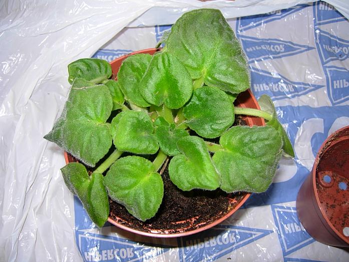 TraspVioletAfricBlancViol01.JPG