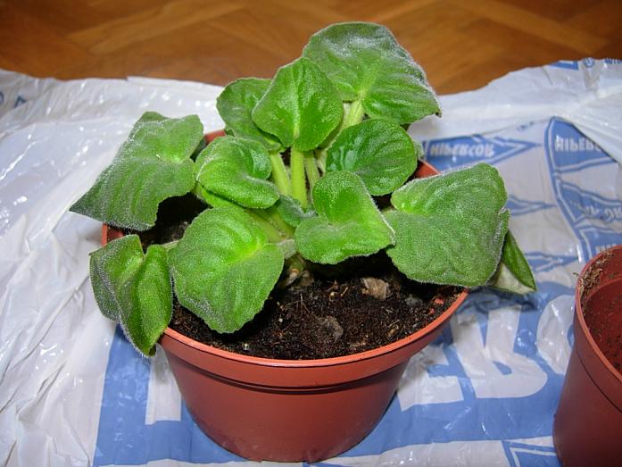 TraspVioletAfricBlancViol02.JPG