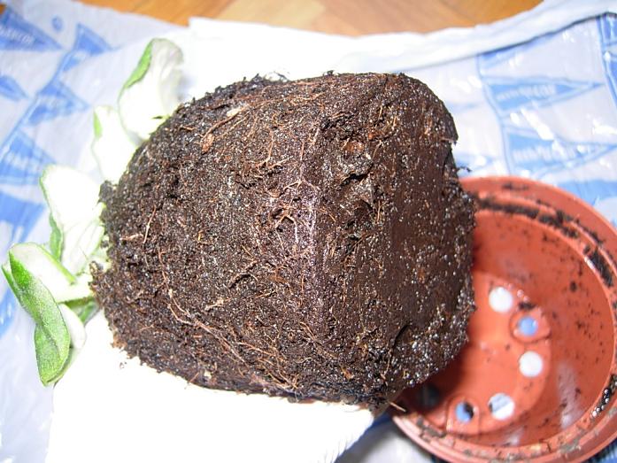 TraspVioletAfricBlancViol04.JPG
