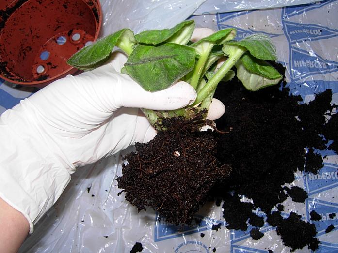 TraspVioletAfricBlancViol05.JPG