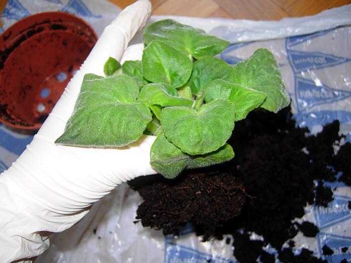 TraspVioletAfricBlancViol06.JPG
