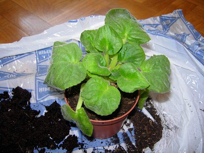 TraspVioletAfricBlancViol07.JPG