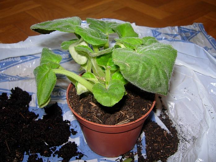 TraspVioletAfricBlancViol08.JPG