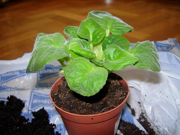 TraspVioletAfricBlancViol09.JPG