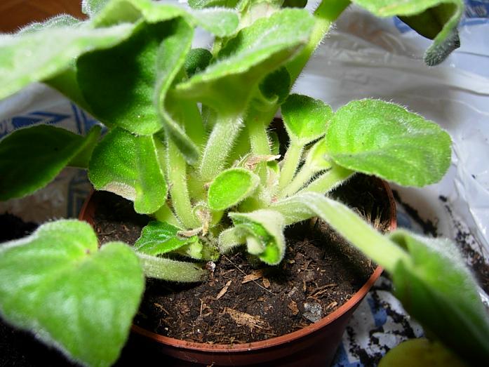 TraspVioletAfricBlancViol10.JPG