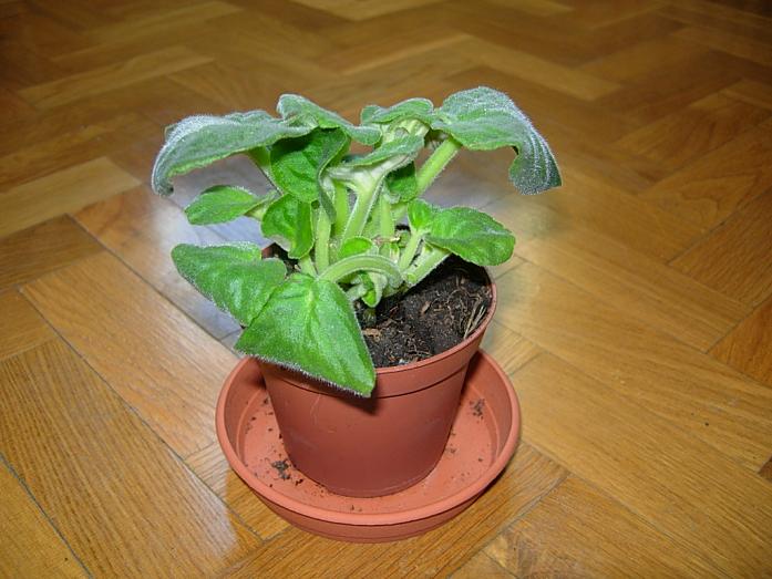 TraspVioletAfricBlancViol11.JPG