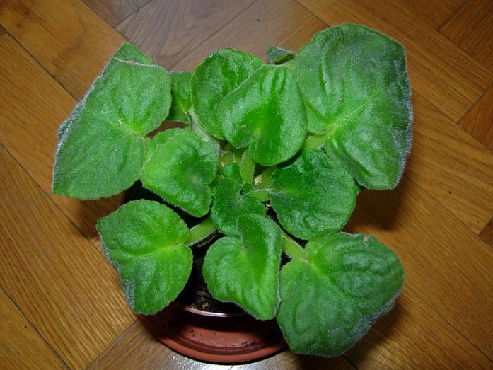 TraspVioletAfricBlancViol12.JPG