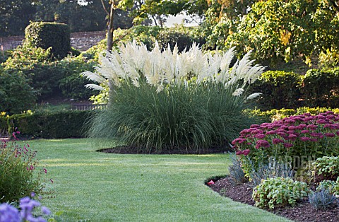 TRE11161_CORTADERIA_SELLOANA_PUMILA__SEDUM_SPECTABILE.jpg