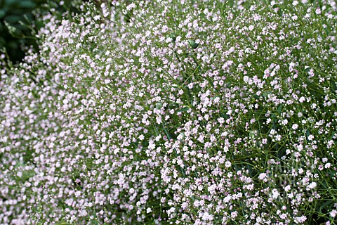 TRE8230_GYPSOPHILA_PANICULATA_FLAMINGO.jpg