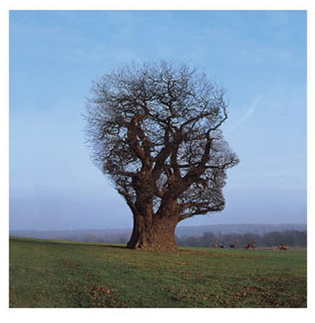 tree-of-half-life1.jpg