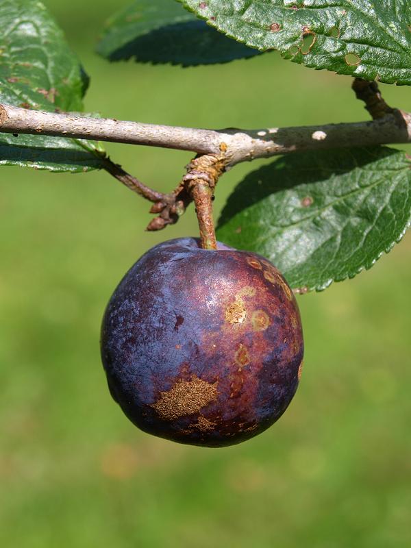 Tree-Prunus%20d-insititia-fruit-20-08-09.jpg