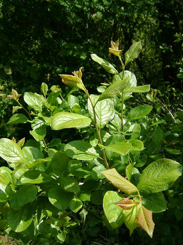 Tree-Prunus%20d-insititia-lvs-11-05-09.jpg