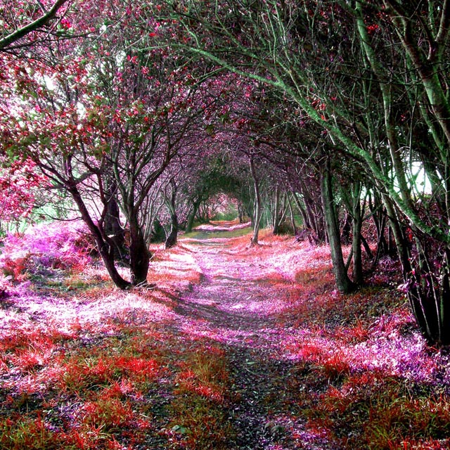 Tree-Tunnel-Sena-de-Luna-Spain-Espa%25C3%25B1a-Tunel-de-Arboles.jpg