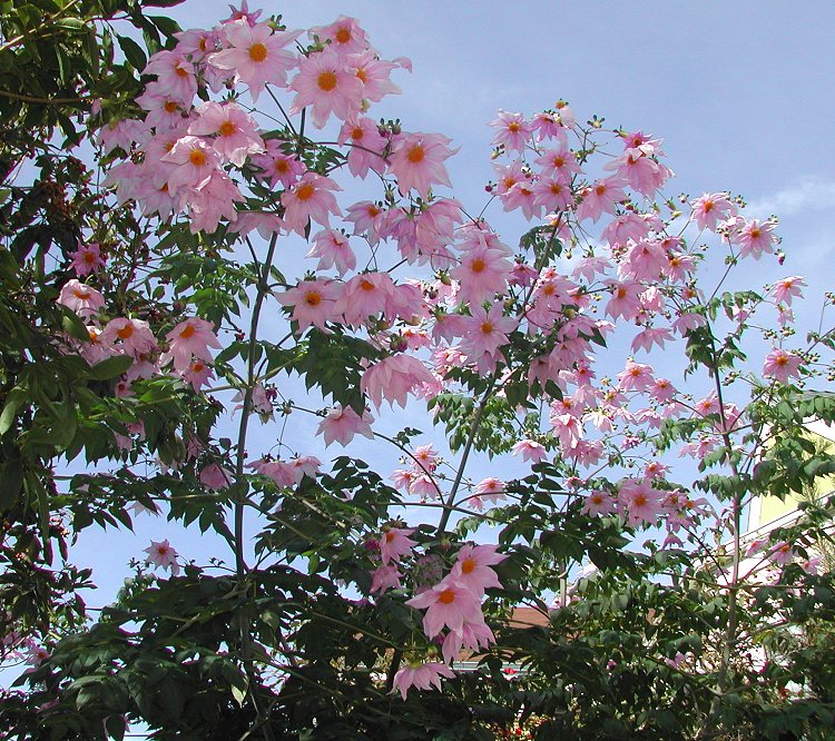 Tree_Dahlia_imperialis_6012.jpg