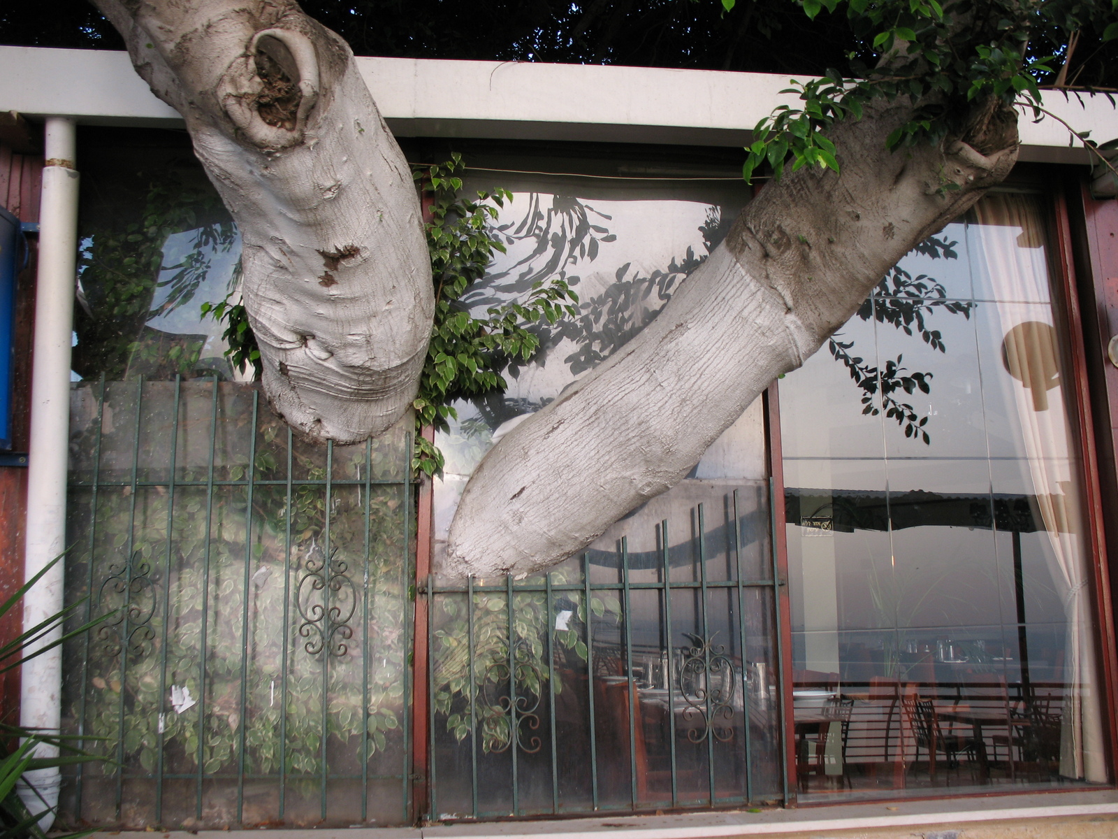 Tree_through_a_window_1063_%28511251352%29.jpg