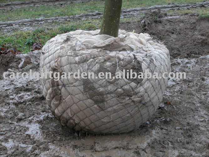 Tree_Wire_Basket_or_Rootball.jpg
