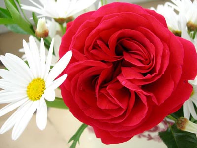 trepador%20rojo.jpg