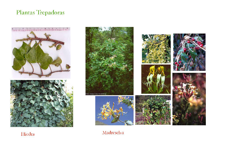 Trepadoras.jpg