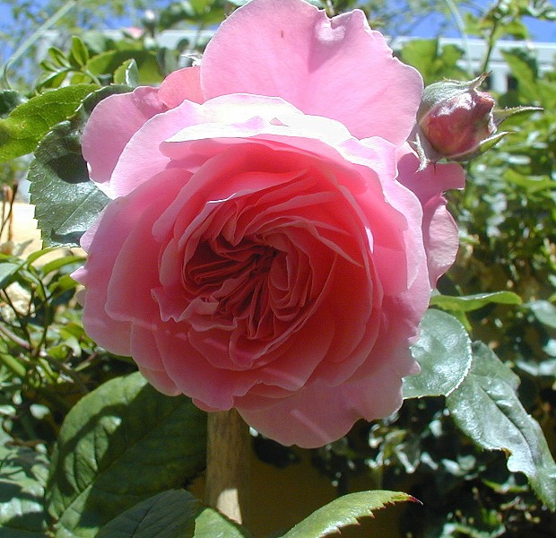 trepdes1r.jpg