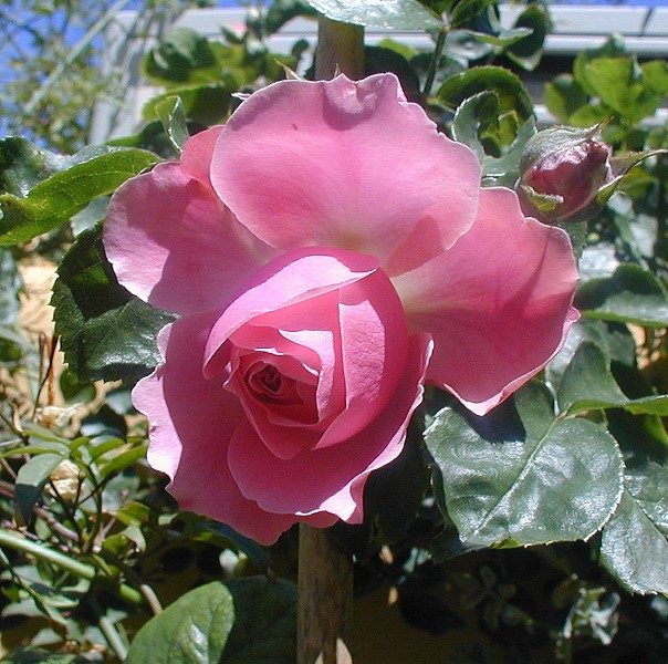 trepdes2r.jpg
