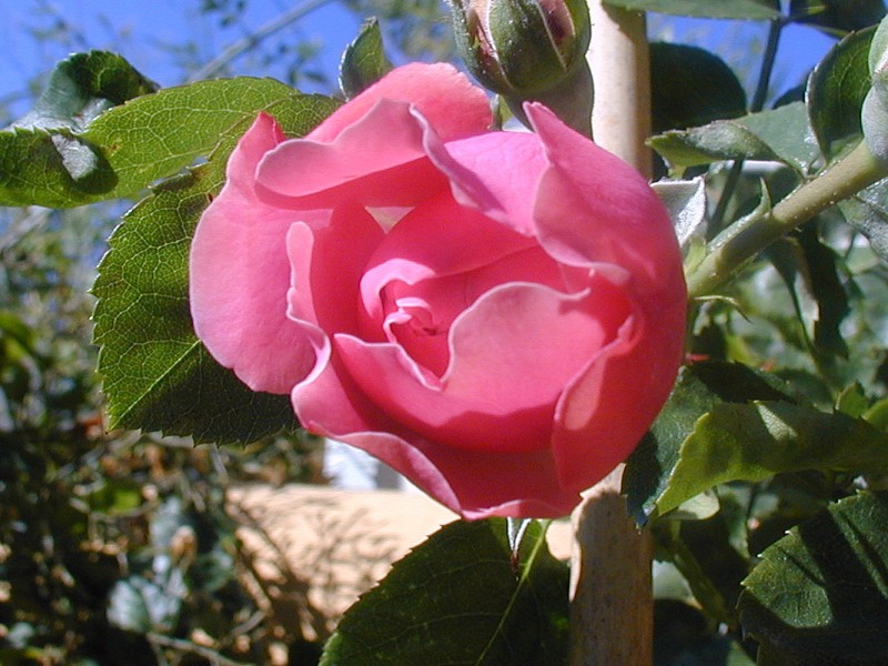 trepdes3r.jpg