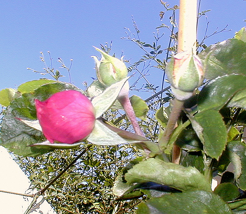 trepdes4r.jpg
