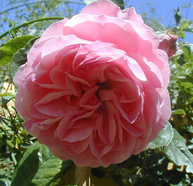 trepdes6r.jpg