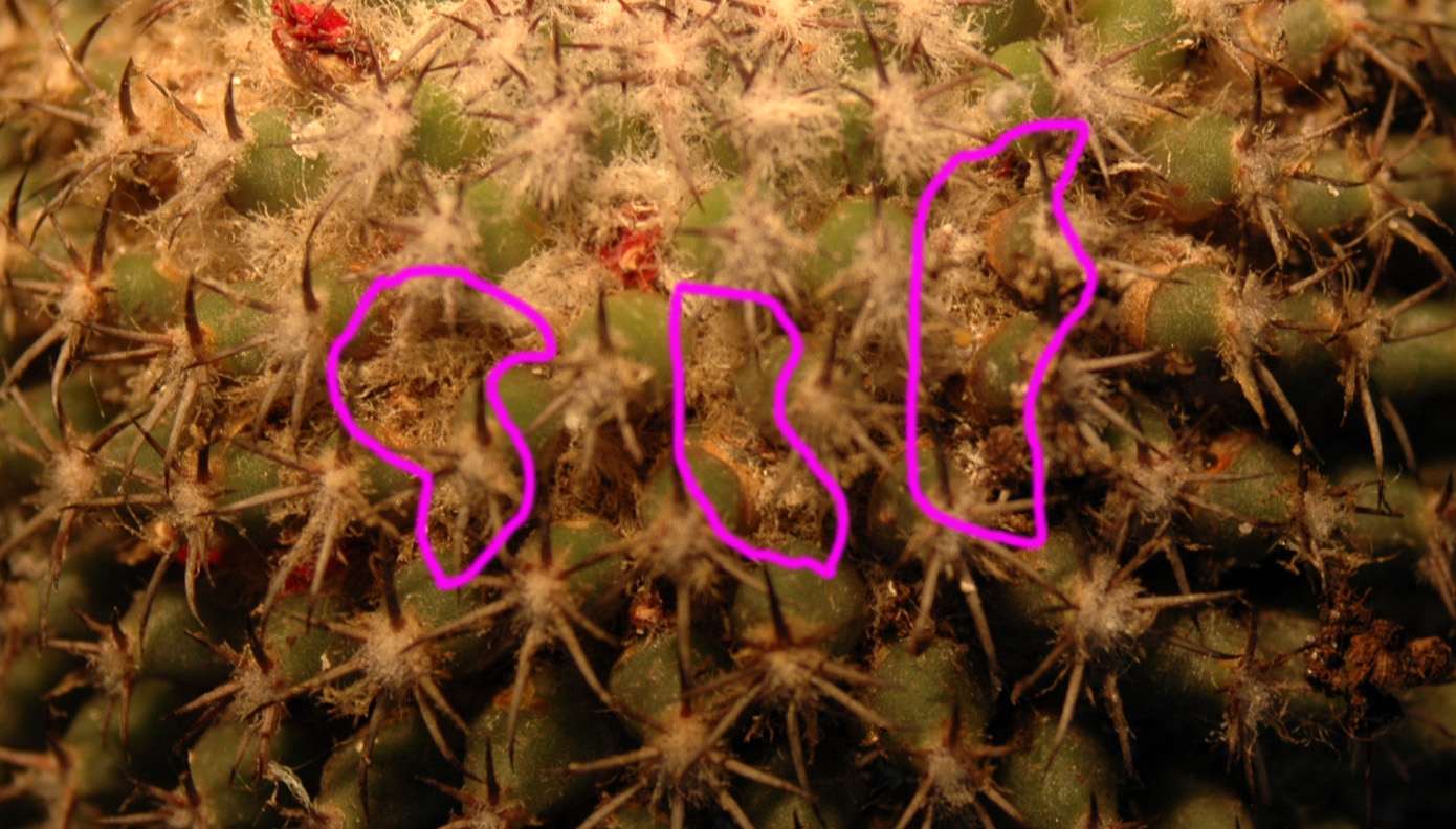 Tres.jpg