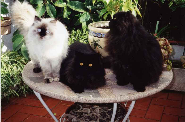 tresgatos.jpg