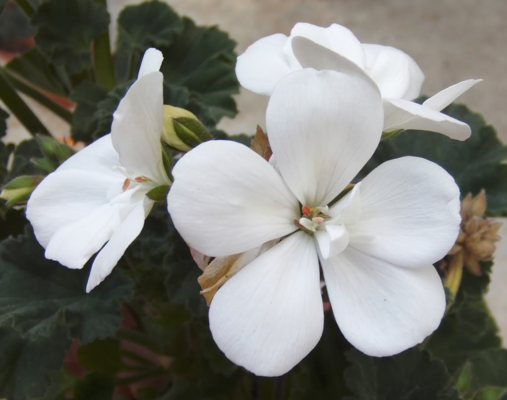 tresgeraniosblancos.jpg