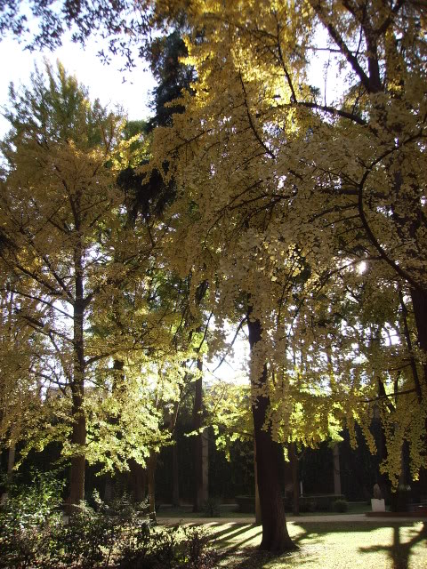 Tresginkgos.jpg