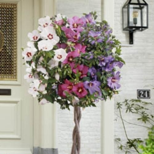 Tri_Colour_Hibiscus.jpg