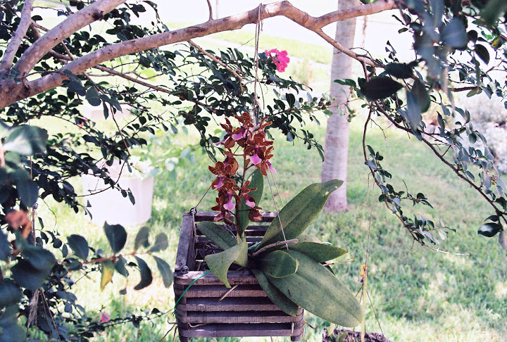 Trichocentrum%20lanceanum%201.jpg