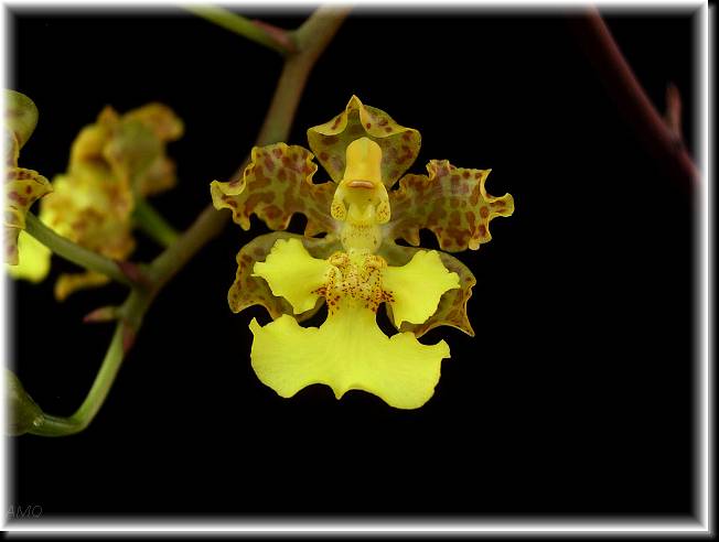 Trichocentrum%20pachyphyllum.jpg