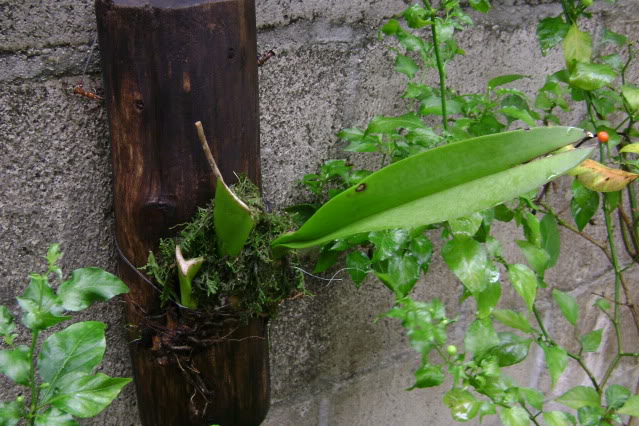 Trichocentrum2.jpg