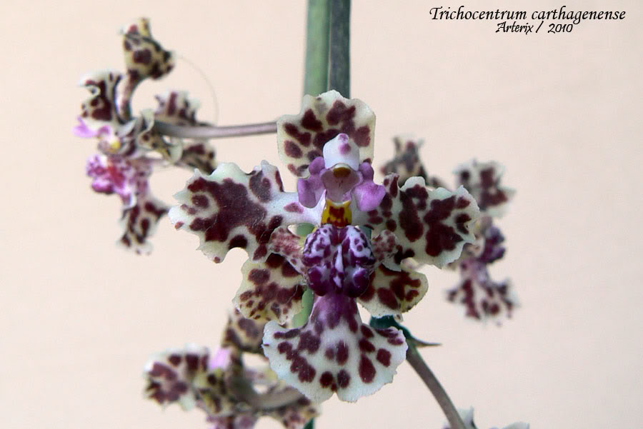 Trichocentrum_carthagenense_01.jpg