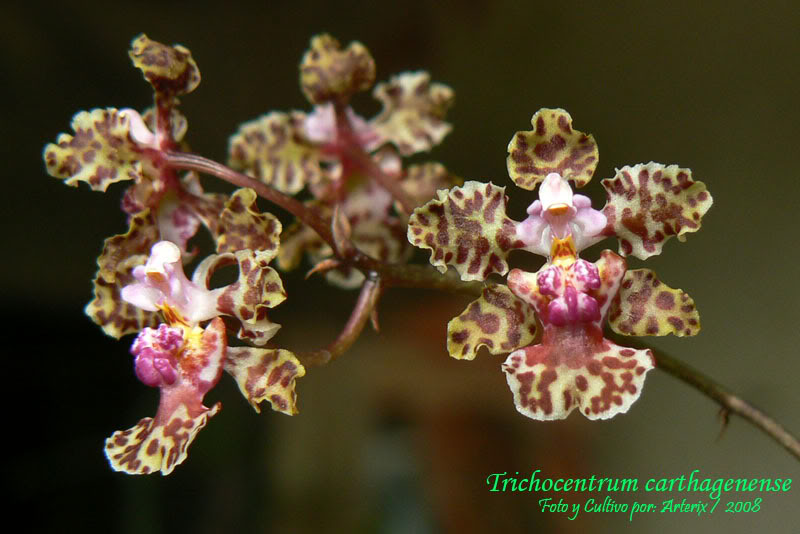 Trichocentrum_carthagenense_02.jpg