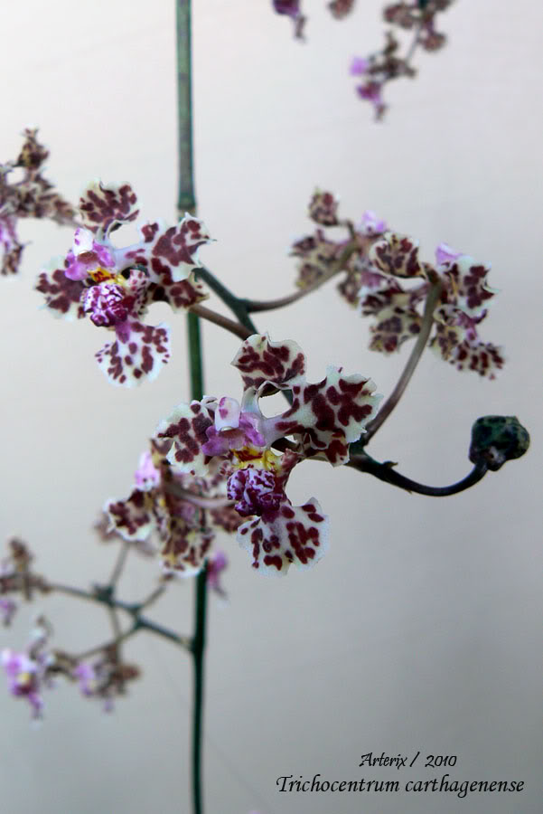 Trichocentrum_carthagenense_02.jpg