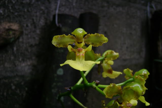 Trichocentrumbicallosum6.jpg
